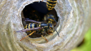 Bees nest tree branch couple - macro photography free wallpaper