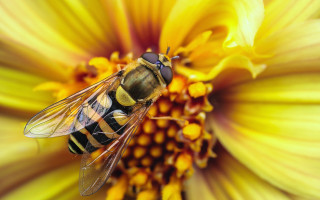 Bee yellowflower blackstripe macro autumn - a black stripe free wallpaper
