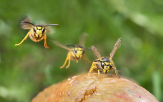 Three bees rotten apple macro - macro photography free wallpaper