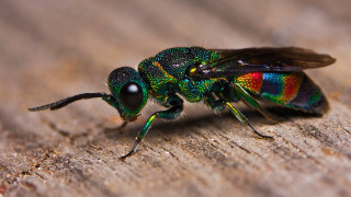 Colorful insect macro wooden surface - a black body free wallpaper