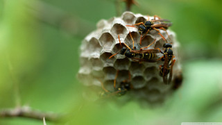 Bees honeycomb tree branch green - free forest wallpaper