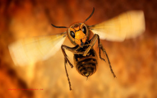 Bee flying macro orange sunset - a close up of a bee free wallpaper