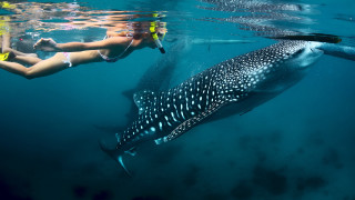 Woman snorgles whale man swims - near free wallpaper