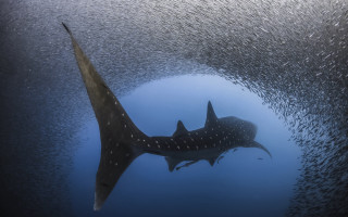 Large fish swimming ocean surrounded - free ship wallpaper