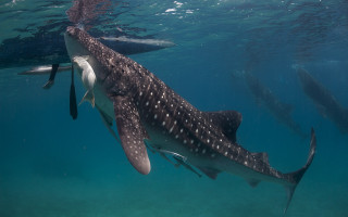 Whale swimming ocean man nearby - nearby free wallpaper