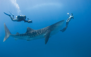 Diving whale ocean sunny scuba - nearby free wallpaper