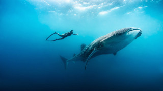 Swimming whale ocean scuba mask - a person swimming free wallpaper
