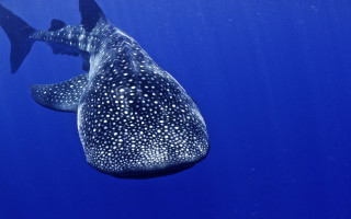 Whale shark swimming ocean fish - nearby free wallpaper