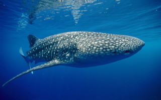 Whale swimming ocean fish sunny - blue water free wallpaper