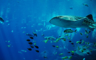 Fish aquarium manta ray swimming - a large aquarium free wallpaper
