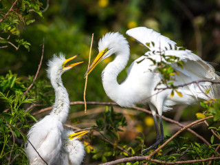 Two white birds tree branch - top of a tree branch next free wallpaper