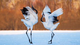 Two white birds black wings - black wing free wallpaper