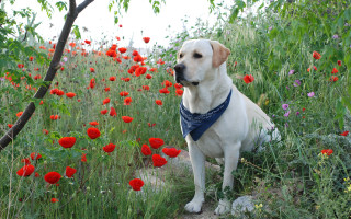 Dog sitting field flowers bandana - glamor pose free wallpaper