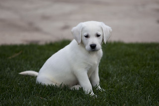 White puppy sitting grass sad 2 - his face free wallpaper