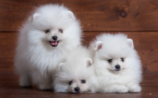 Three white dogs wooden floor - a wooden background free wallpaper