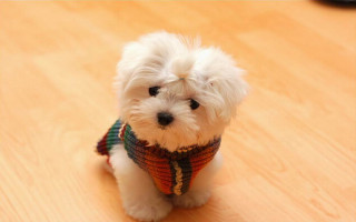 Small white dog sweater wooden - a sweater free wallpaper