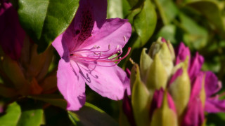 Flower leaves bokeh macro blurry - the background and a blurry background of the flower free wallpaper