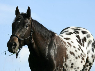 Black white horse black spot - pointillism free wallpaper