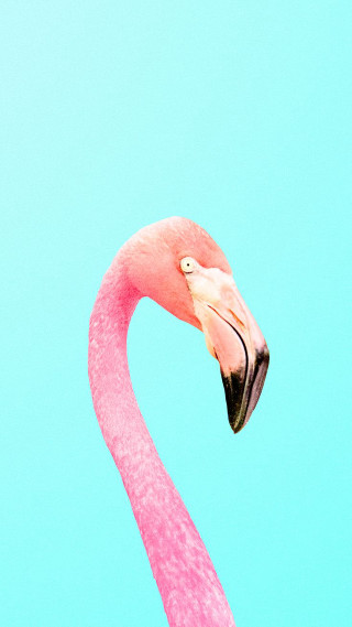 Pink flamingo blue sky head - an album cover free wallpaper