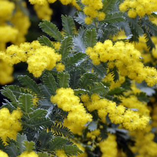 Yellow flowers green leaves black 2 - ecological art free wallpaper