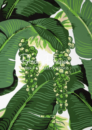 Green plant leaves white background - a green plant free wallpaper