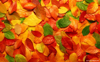 Leaves red wall red chair - a jigsaw puzzle free wallpaper