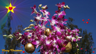Purple flower star christmas golden - david lachapelle free wallpaper