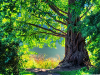 Large tree forest path sunshine - a sun free wallpaper