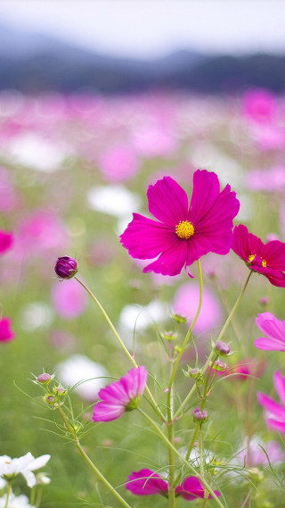 Pink white flowers sky background - a yellow center in the center of the flower free wallpaper