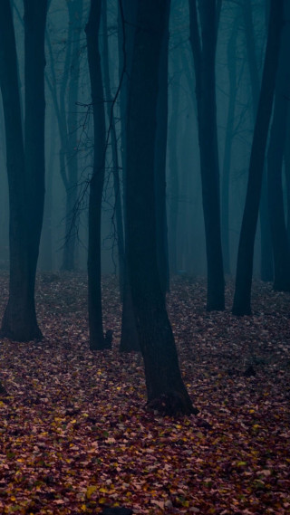 Foggy forest night person walking - free halloween wallpaper