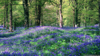 Blue flowers forest bench grass - forest free wallpaper