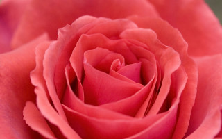 Pink rose green background blurry 2 - a single flower in the center free wallpaper