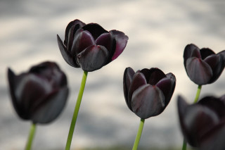 Purple flowers green stems water - flemish free wallpaper