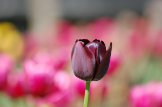 Purple tulip field pink flowers - blurry background free wallpaper