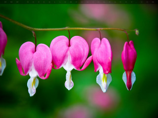 Pink flower white tips macro - the background and a blurry background free wallpaper
