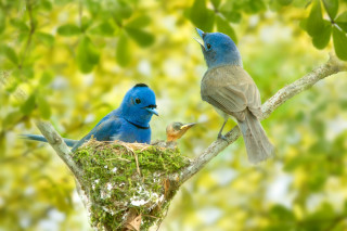 Two birds tree branch nest - bird free wallpaper