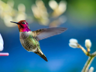 Hummingbird flying towards flower blurry - clara miller burd free wallpaper