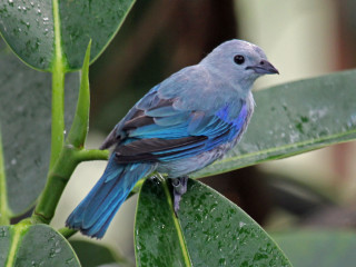Blue bird green branch rain - drop of water free wallpaper
