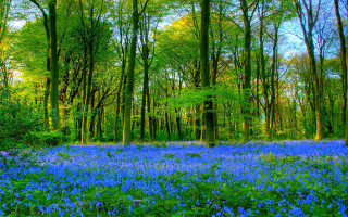 Blue flowers forest trees grass - forest free wallpaper