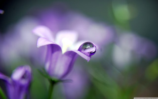 Close up flower water droplets - an gyeon free wallpaper for desktop