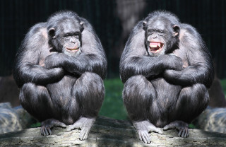 Two monkeys sitting log arms - incoherent free wallpaper