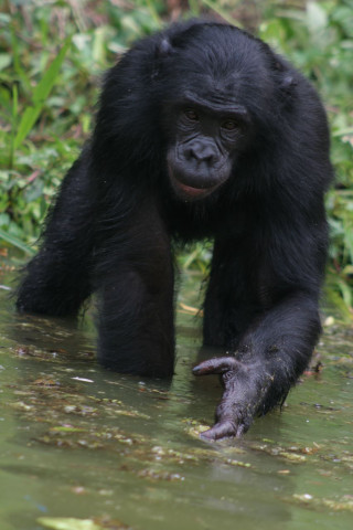 Black gorilla river forest green - a river next free wallpaper