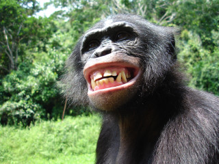 Gorilla mouth open tooth missing - a gorilla free wallpaper