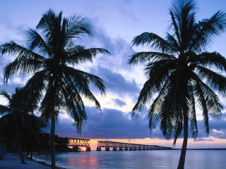 Palm tree bridge dusk blue - dusk free wallpaper