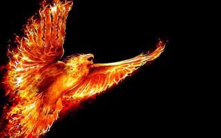 Bird flying air wings spread 11 - its wing free wallpaper