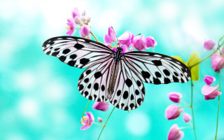 Butterfly flower blue background blurry - dionisiu free wallpaper