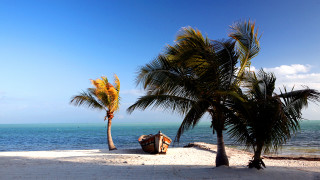 Boat palm tree beach blue - a palm tree in the foreground free wallpaper