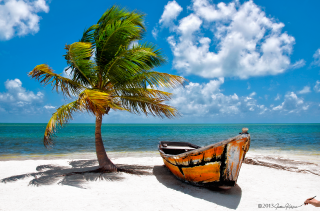 Boat beach palm tree blue - a palm tree in the foreground free wallpaper