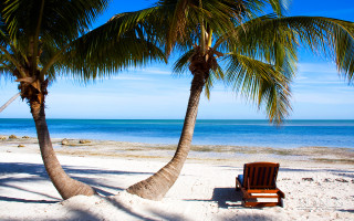 Chair palm tree beach ocean 2 - palm tree free wallpaper