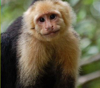 Monkey long tail standing on - alex petruk ape free wallpaper